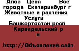 Алоэ › Цена ­ 150 - Все города, Екатеринбург г. Животные и растения » Услуги   . Башкортостан респ.,Караидельский р-н